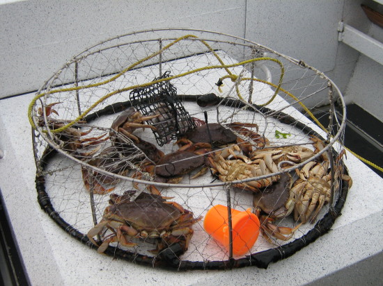 Crab trap dinner