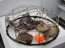 Crab trap dinner