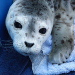 Seal rescue