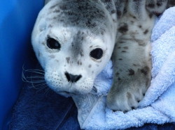 Seal rescue